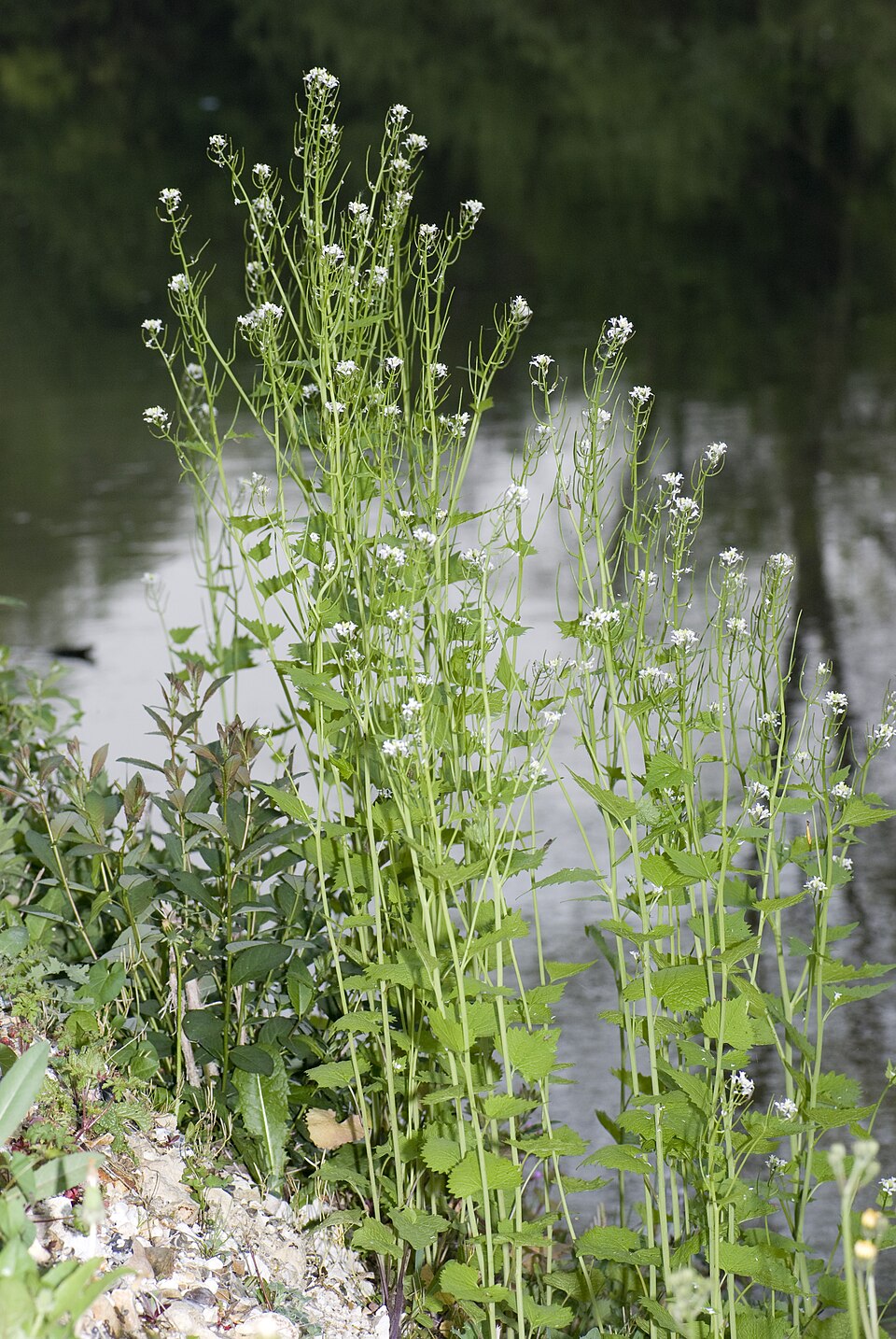 Garlic mustard