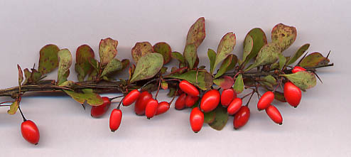 Japanese barberry